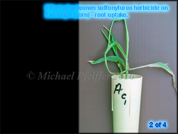 Unknown Sulfonylurea- Effect on Corn