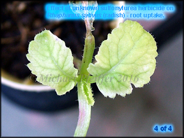 Unknown Sulfonylurea- Effect on Radish
