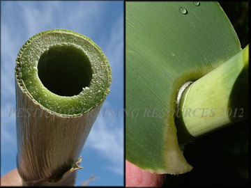 Cross Section Stem, Ligule