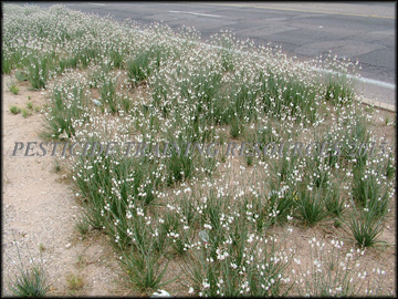 Flowering Plants
