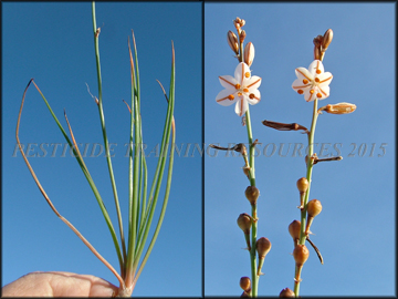 Foliage, flowers, Seed Pods
