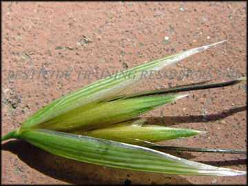 Strigose Lemma