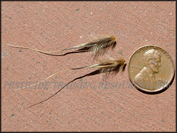Seed