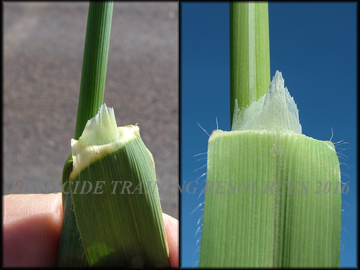 Ligule