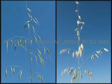 Inflorescense