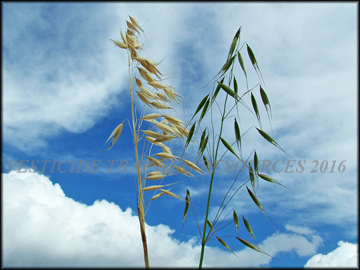 Inflorescense