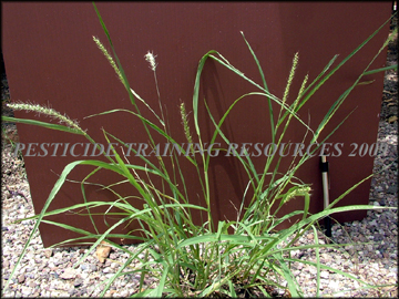 Plant and Inflorescence