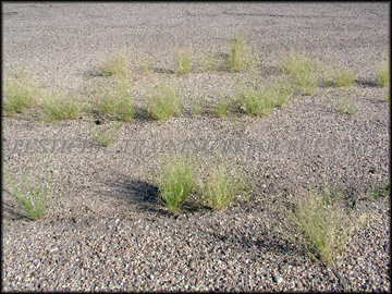 Infestation, Habitat