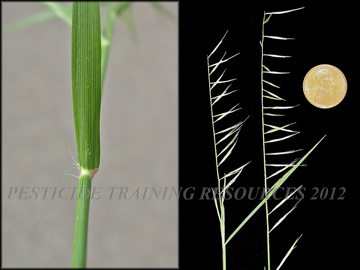 Collar, Inflorescence