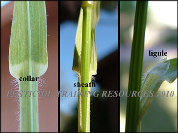Collar, Sheath and Ligule