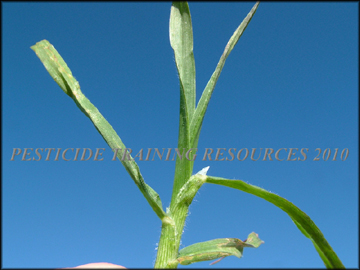 Stem, Pubescence  and Ligule