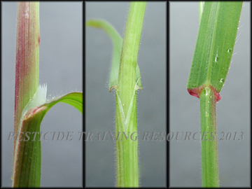 Ligule, Collar, Sheath