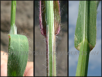 Ligule, Collar, Sheath