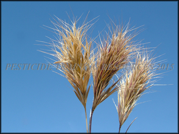 Mature Inflorescenses