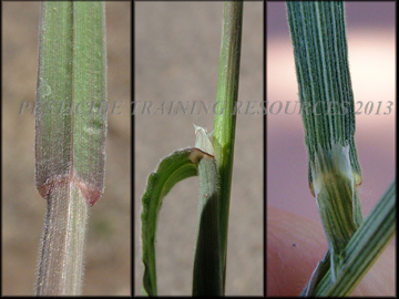 Ligule and Collar