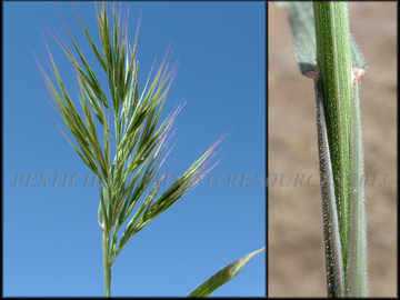 Inflorescence and Sheath