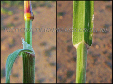 Ligule and Collar