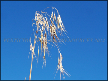 Spikelets
