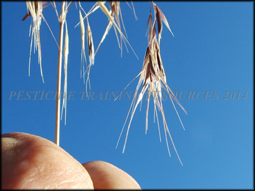 Spikelets