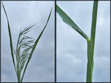 Inflorescence, Ligule
