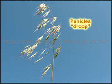 Panicle