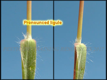 Ligule