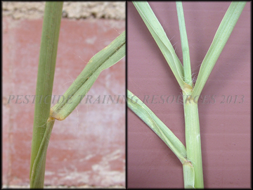 Sheath, Collar, Stem