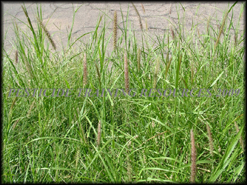 Plants and Inflorescence