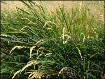 Plants and Inflorescence