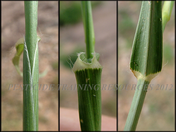 Ligule, Sheath, Collar