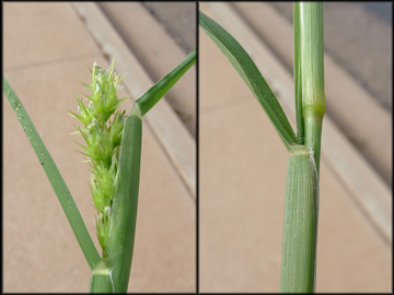Seedhead,  Sheaths, Node