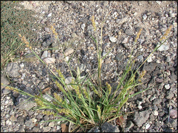 Ligule, Sheath, Collar