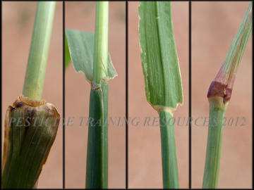 Ligule, Sheath, Collar, Node