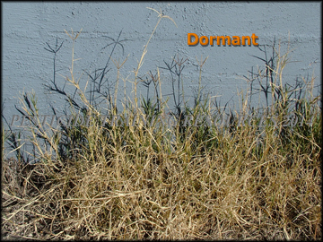 Dormant