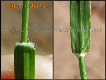 Ligule and Collar