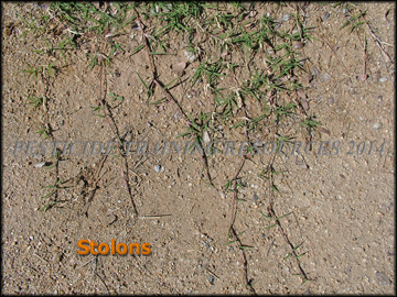 Stolons