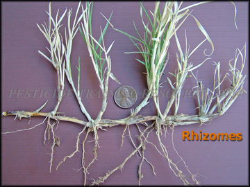Rhizomes