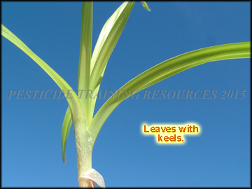 Keeled Leaves