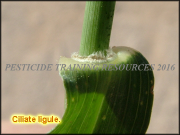Ligule