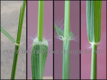 Collar, Ligule, Sheath