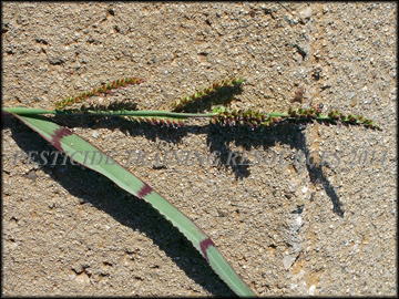 Ligule, Collar, Sheath