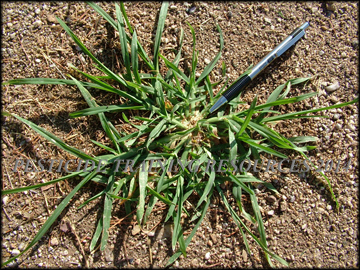 Infestation in Bermudagrass