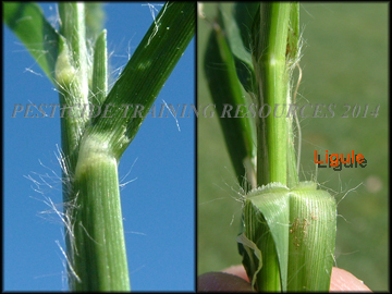 Ligule and Collar