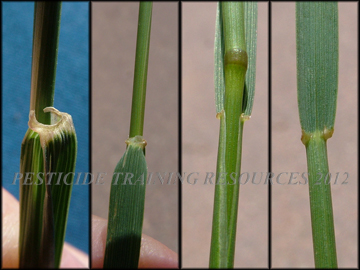 Ligule, Auricle, Sheath and Collar Region