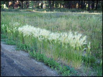 Ligule, Auricle, Sheath and Collar Region