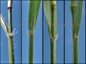 Sheath and Collar Region