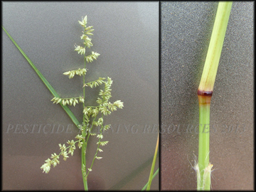Inflorescence and Node