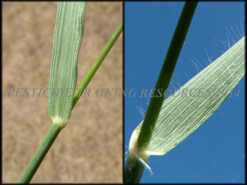 Leaf blade and Collar