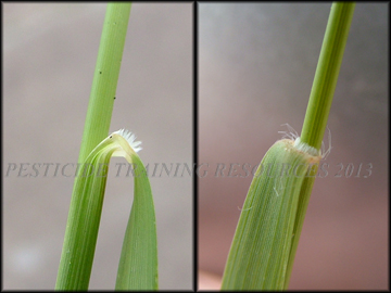 Ligule