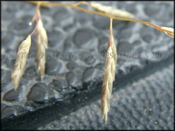 Spikelets